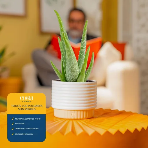 Miniatura 5 de Costa Farms Planta viva de aloe vera en maceta decorativa, fácil de mantener, suculenta purificadora de aire, decoración del hogar, habitación u