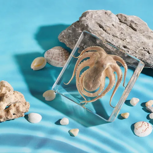 Miniatura 2 de Pulpo de taxidermia, especímenes de pulpo real, espécimen de animales en resina para educación científica en el aula, gran regalo para fanáticos