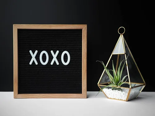 Miniatura 6 de Shop Succulents Colección variada Variedad de especies, planta tropical de interior para decoración del hogar, terrarios DIY, paquete de 10