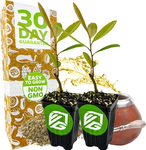 Miniatura 14 de Yerba Mate – Ilex paraguariensis by Wellspring Gardens – Planta de té sudamericana – Árbol del patrimonio cultural – Energizador botánico exótico