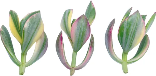 Miniatura 27 de Tallos de Suculentas Vivas (3 Sedum Morganianum Colas de Burro), Plantas Suculentas Vivas, Planta Suculenta SIN Raíces, Plantas de Casa Vivas