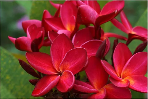 Miniatura 3 de 4 Pk Hawaiian Red Plumeria Frangipani Planta de esquejes - Descuento Hawaiiangifts