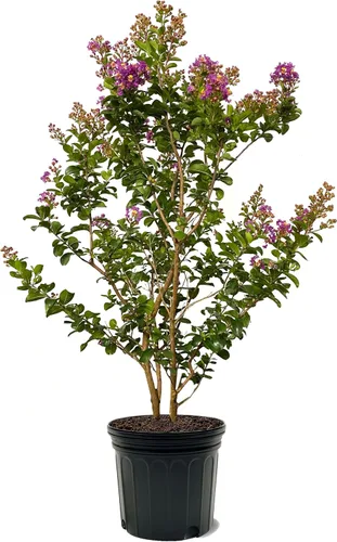 Miniatura 33 de American Plant Exchange Black Diamond Shell Pink Crape Myrtle Tree Live, maceta de 1 galón, 1-1.5 pies de alto, flores rosas vibrantes, tolerantes a
