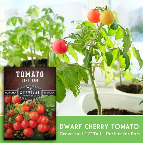 Miniatura 4 de Tiny Tim Semillas de tomate – Tomates cherry enanos para plantar en interiores o patio, variedad de reliquia compacta para contenedores, alto