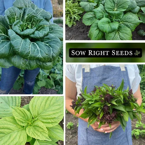 Miniatura 4 de Sow Right Seeds - Colección de semillas de verduras asiáticas para plantar - Incluye albahaca tailandesa, bok choy, apio chino, shiso verde y Tat