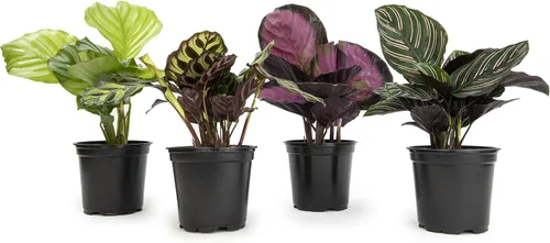 Calathea - Plantas de oración vivas (4 unidades), plantas de interior aptas para mascotas, paquete de plantas de interior de oración, mezcla de