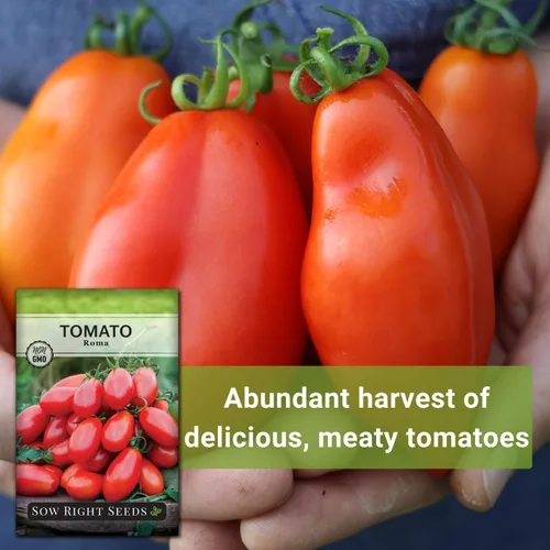 Miniatura 5 de Sow Right Seeds - Semillas de tomate Roma para plantar - Variedad determinada sin OMG - Ideal para exteriores - Alto rendimiento - Ideal
