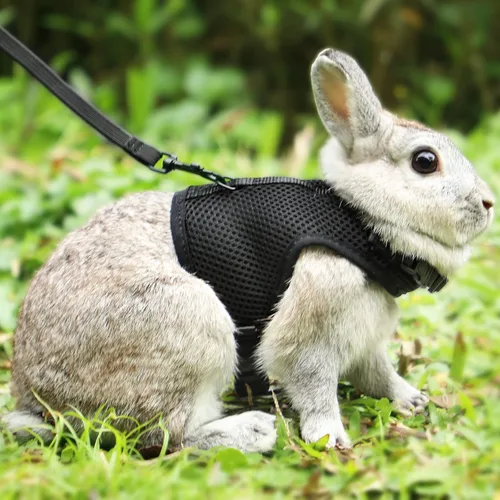 Miniatura 10 de PETTOM Arnés para Conejo Conejillo de Indias con Correa Elástica Extensible, Lindo Arnés de Malla Suave para Mascotas Pequeñas, Sin Tirones, Cómodo