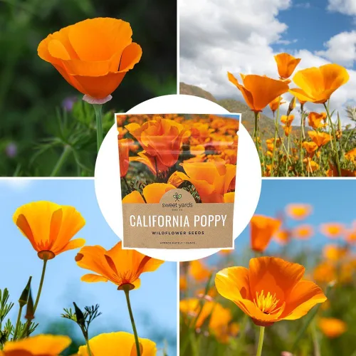 Miniatura 9 de Semillas de flores silvestres de amapola naranja de California, paquete a granel de 1 onza, más de 20,000 semillas nativas, flor del estado