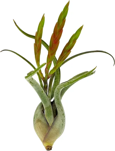 Miniatura 5 de ragnaroc Air Plants - Tillandsia Caput Medusae Floreciente, Grande 5-7" - 1ct - Llegada Viva Garantizada - Plantas de Casa para Decoración del Hogar