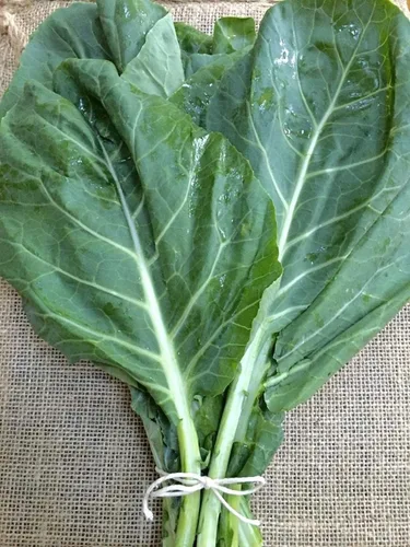 Miniatura 4 de UtopiaSeeds Georgia Southern Collard Seeds - Deliciosas verduras - Semillas de col