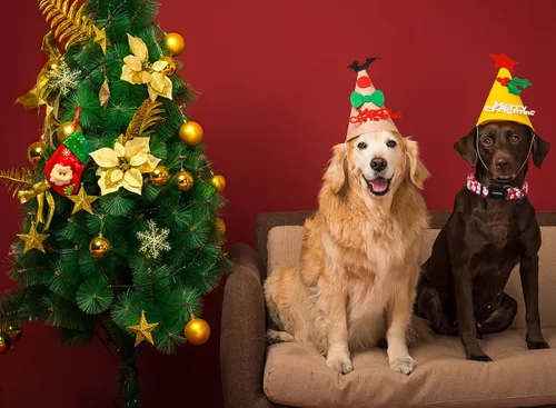 Miniatura 4 de DOGWONG Collar de Algodón Navideño para Perro, Collar de Perro Rojo de Papá Noel, Collares Duraderos para Mascotas de Fiestas Navideñas, Lindo Rojo