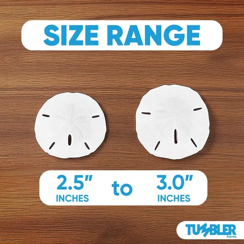 Miniatura 2 de Dólares de arena blanca de 2.5 a 3 pulgadas - 10 piezas - Artesanía de conchas marinas de boda - Seleccionado a mano y empaquetado profesionalmente