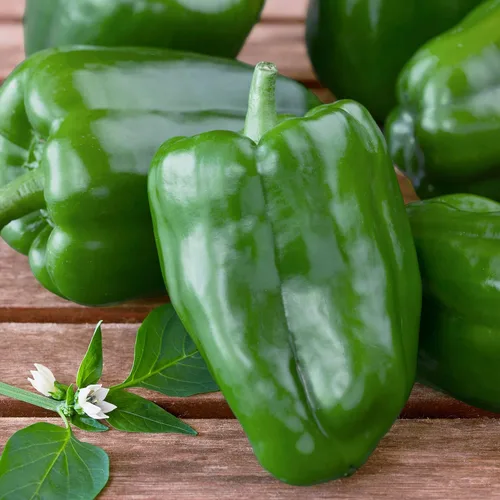Miniatura 2 de Bonnie Plants Plantas vegetales vivas de pimiento verde, paquete de 4, sin OMG, plantas de 2 a 3 pies, tamaño de pimienta de 4.5 x 4 pulgadas