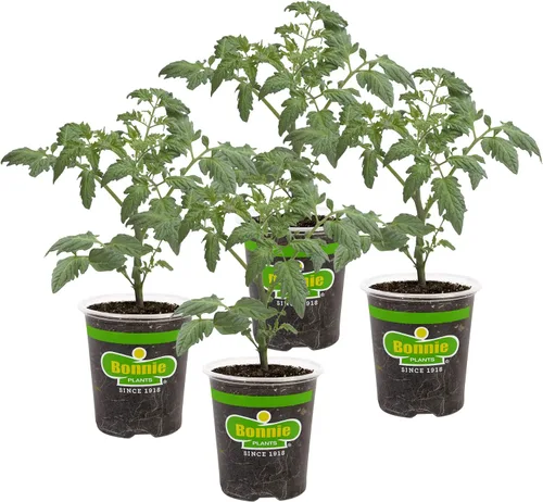 Miniatura 12 de Bonnie Plants Better Boy Tomate Plántula, Planta Viva, para Hamburguesas, Salsa y Salsas, Pleno Sol, 3 Pulgadas Cúbicas, Paquete de 6