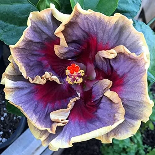 20 semillas de hibisco rosa púrpura crema flores perennes flor flor flor árbol de jardín