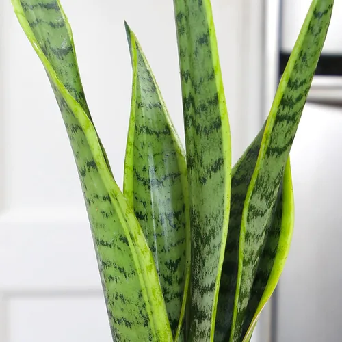Miniatura 8 de Planta de serpiente viva, Sansevieria trifasciata Laurentii, Planta de interior completamente arraigada en maceta, Planta de sansevieria lengua