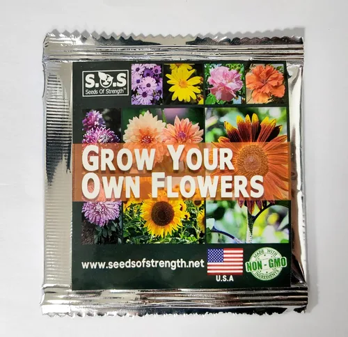 Miniatura 3 de Daisy Garden - 100 semillas de girasol moradas raras, hermosas flores, adorno para el hogar y el jardín