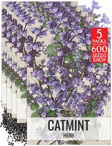 Miniatura 8 de Seed Needs Semillas de hierba gatera para plantar Nepeta cataria - Semillas de hierbas sin OMG y sin tratar para plantar y cultivar un jardín