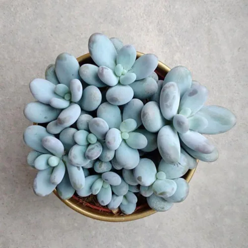 Miniatura 2 de Planta suculenta viva, planta suculenta viva para interiores y exteriores, maceta de 2 pulgadas, planta de interior decorativa de bajo mantenimiento