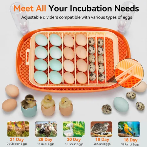 Miniatura 7 de Incubadoras para incubar huevos, incubadora de 24 huevos, girador automático de huevos con control de humedad y temperatura digital, día