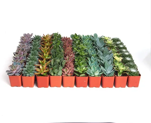 Miniatura 2 de Shop Succulents Colección de bodas Surtido de plantas suculentas a granel vivas Pequeñas suculentas enraizadas en macetas de 2 pulgadas