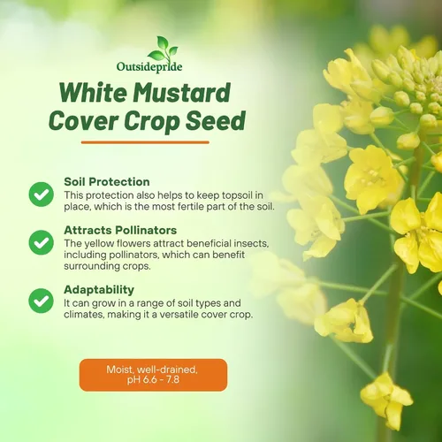Miniatura 3 de Outsidepride Semillas de mostaza blanca para plantar, semillas de cultivo de cobertura anual de 5 libras con sistema de raíces profundas, forraje