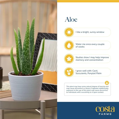 Miniatura 5 de Costa Farms Planta de aloe vera, suculenta viva, planta de interior de fácil cuidado en maceta de cultivo, purificador de aire de habitación, mesa