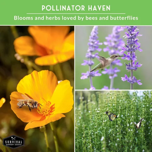 Miniatura 5 de Semillas tolerantes a la sequía para plantar, 8 hierbas y flores resistentes al calor y al agua para jardines de Xeriscape y clima seco - Survival
