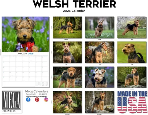 Miniatura 215 de Razas de Perros 2017 ESKIMO AMERICANO