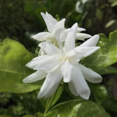 Miniatura 3 de 2 plantas de jazmín vivas, planta de flores de jazmín trepadoras, zona 4 a 11, 5 a 7 pulgadas de altura (blanco doble)