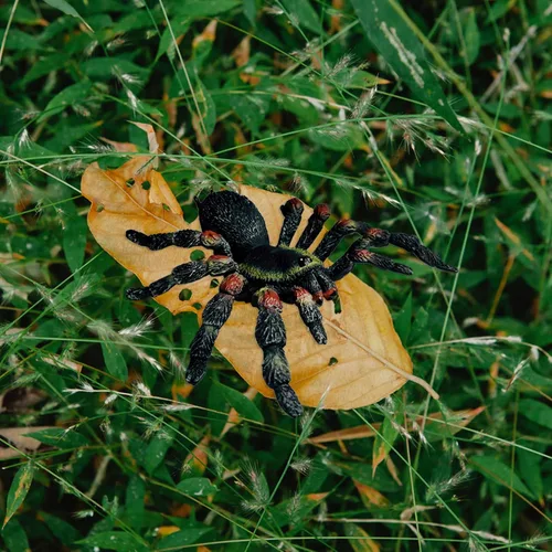 Miniatura 3 de Uelfbaby Araña realista gigante, araña falsa, modelo de acción, figuras de juguete de insectos realistas, accesorios de broma de Halloween