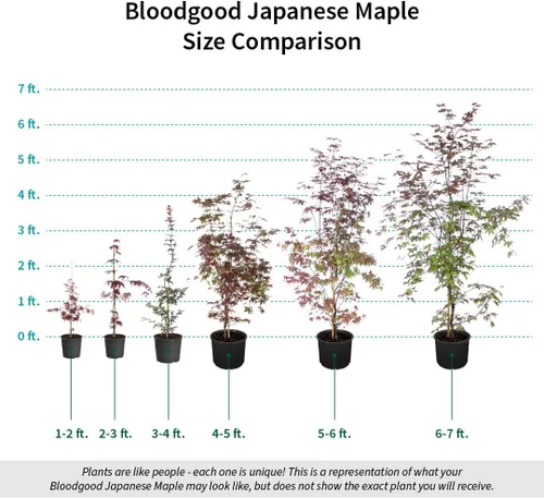 Miniatura 3 de Arce japonés Bloodgood, Rojo