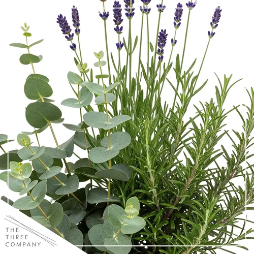 Miniatura 2 de Combo de hierbas aromáticas y saludables vivas en cubierta decorativa - Purificador de aire, combo incluye verbena de limón, lavanda y eucalipto, 12