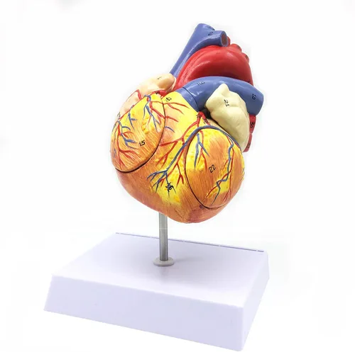 Miniatura 4 de XINDAM Modelo anatómico de corazón humano ampliado 2X, modelo anatómicamente preciso de corazón, anatomía de esqueleto humano para ciencias, aula