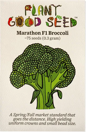 Plant Good Seed Semillas de brócoli Marathon F1 para plantar: vegetales de alto rendimiento, cabezas verdes pesadas, paquete de 75 semillas