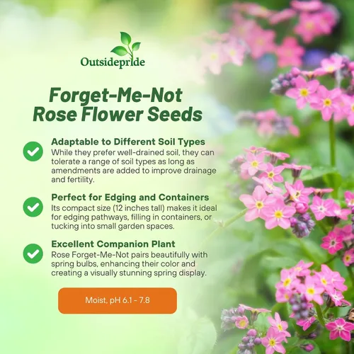 Miniatura 3 de Outsidepride 5000 semillas perennes Myosotis Alpestris Forget-Me-Not Rose Garden Semillas de flores para plantar