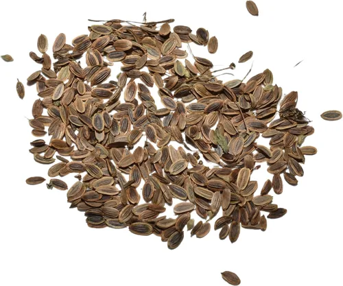 Miniatura 6 de Seed Needs Semillas de eneldo para plantar ramos de hierbas, semillas de hierbas sin OMG y sin tratar para plantar un jardín cultivado en casa