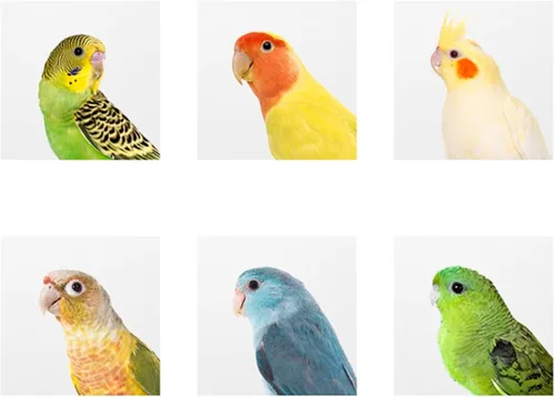 Miniatura 7 de Hiceeden Paquete de 2 cajas nido de periquitos, caja de anidación de pájaros de madera natural, caja de cría de pájaros pequeños para tortolitos