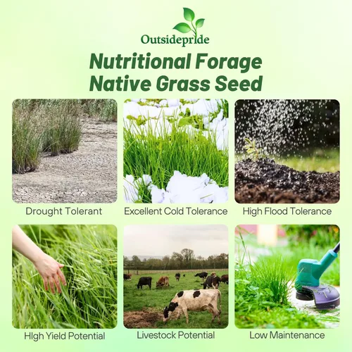 Miniatura 2 de Outsidepride Semilla de Switchgrass - 1 lb. Hierba nativa perenne, resistente a la sequía y las inundaciones, semilla de césped ideal para céspedes