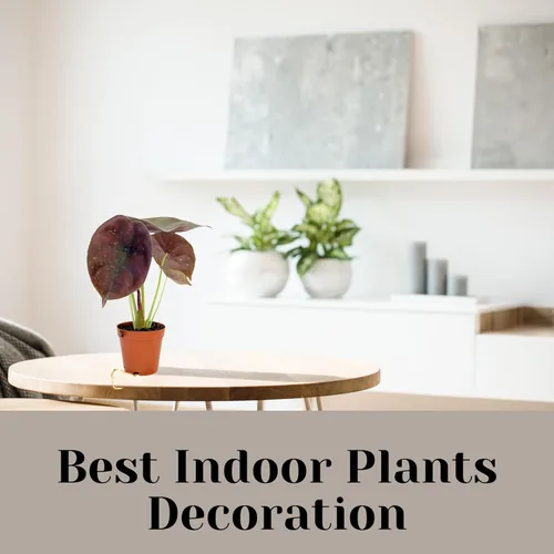 Miniatura 5 de Alocasia - Plantas vivas en maceta de 2 pulgadas, seguro para mascotas, fácil de cultivar, purificadoras de aire, plantas de interior, flores