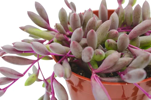Miniatura 5 de Suculenta Viva Othonna Capensis Collar de Rubí de 4 pulgadas, Plantas Suculentas Vivas, Plantas Suculentas Totalmente Enraizadas, Planta