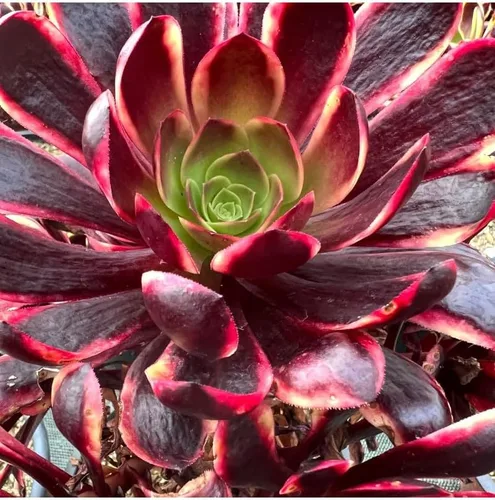 Miniatura 10 de Collar de bebé Crassula de 4 pulgadas, plantas suculentas vivas, plantas suculentas raras totalmente arraigadas en suelo suculento, planta viva