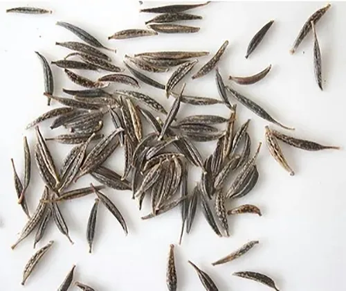 Miniatura 7 de Cosmos Seeds en una mezcla de 11 variedades, largo período de floración en todas las zonas, fáciles de cultivar