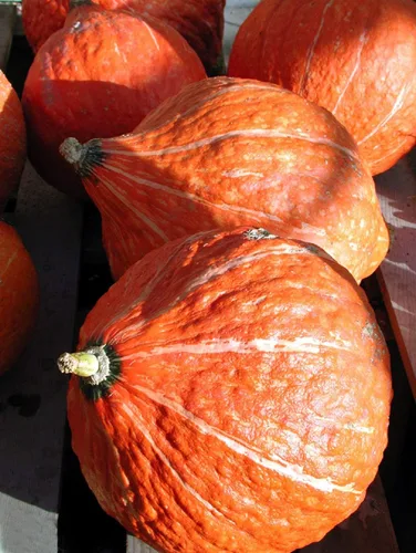 Miniatura 3 de Golden Hubbard - Semillas de calabaza de invierno para plantar, más de 25 semillas de reliquia por paquete, semillas de jardín de Isla
