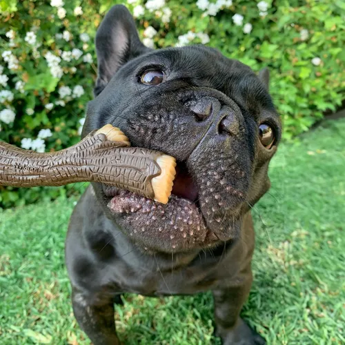 Miniatura 2 de Nylabone Juguete de palo de madera real, juguete fuerte para masticar para perros, juguetes de goma para masticadores moderados y agresivos, sabor a