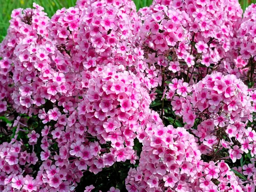 Miniatura 5 de 10 Tall Garden Phlox Paniculata Mixed Colors 'New Hybrids Mix' Flower Seeds