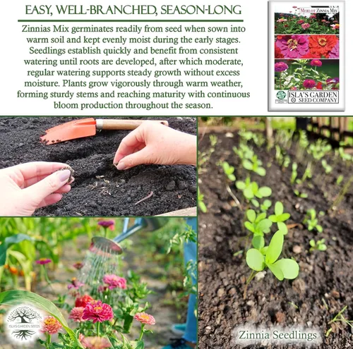 Miniatura 5 de Zinnia Merlot Mix - Semillas de flores para plantar, más de 200 semillas de flores por paquete, meteorito, príncipe morado y escarlata llama