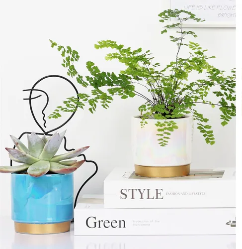 Miniatura 5 de Gepege - Macetas para suculentas para plantas, maceta para suculentas con agujeros de drenaje, maceta de cerámica para plantas de interior, juego