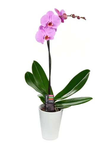 Miniatura 3 de KaBloom Flowers - Colección para el Día de la Madre - Planta de lirio de la paz en maceta de 6 pulgadas para entrega, regalo de primer regalo